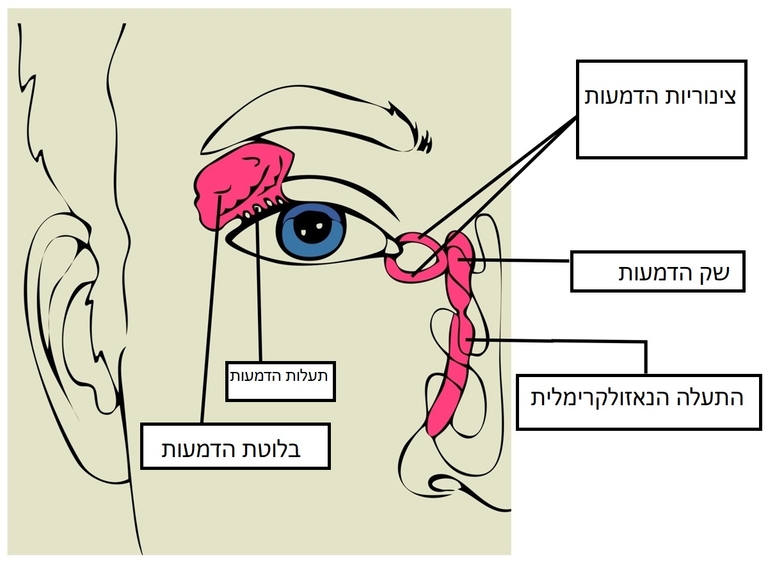 מערכת הדמעות, דרכי דמעות